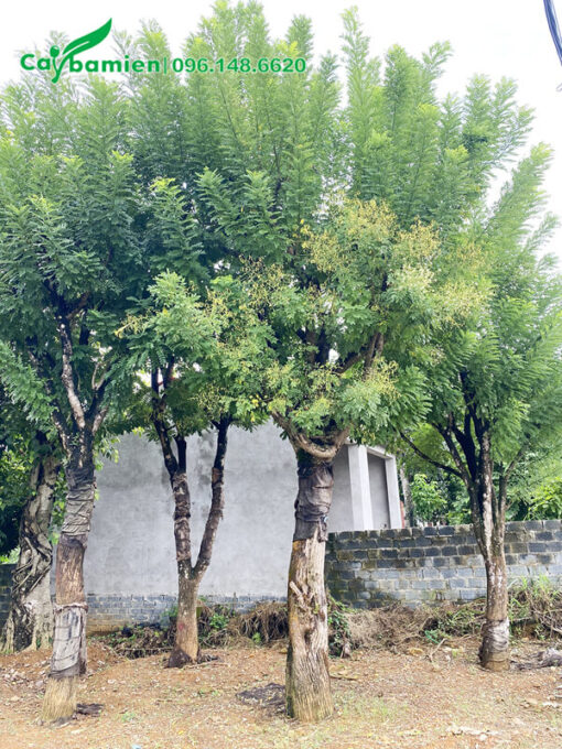 Cây đánh thẳng, đường kính 30cm, tán vươn đẹp