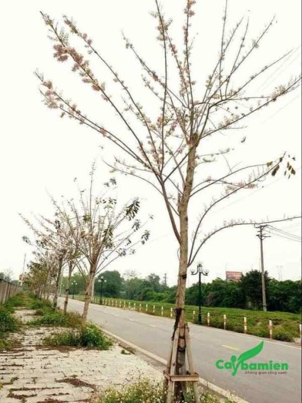 Dự án trồng mai anh đào