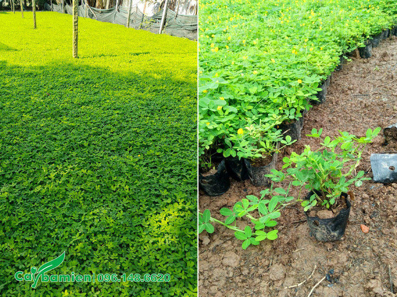 Hàng đã lên bầu đẹp, chất lựng, đường kính bầu khoảng 15cm