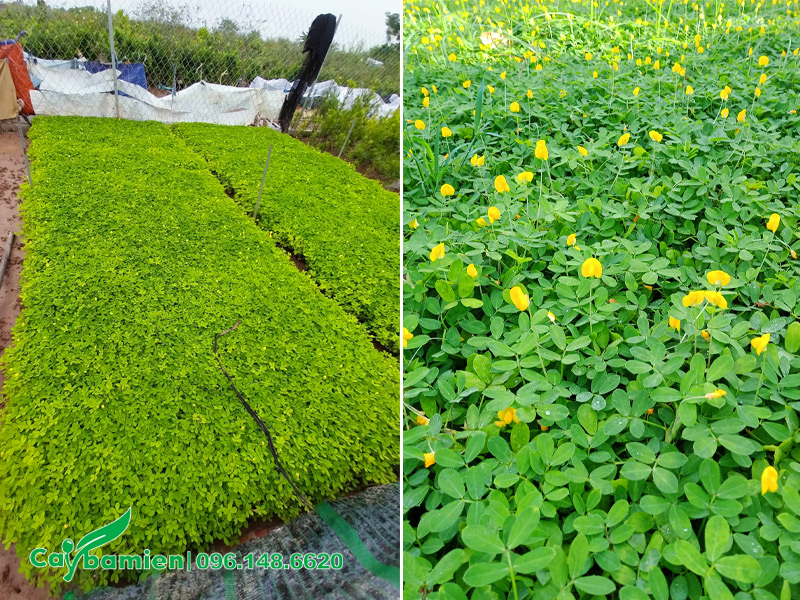 Những luống cây cỏ lạc tiên đã lên bầu