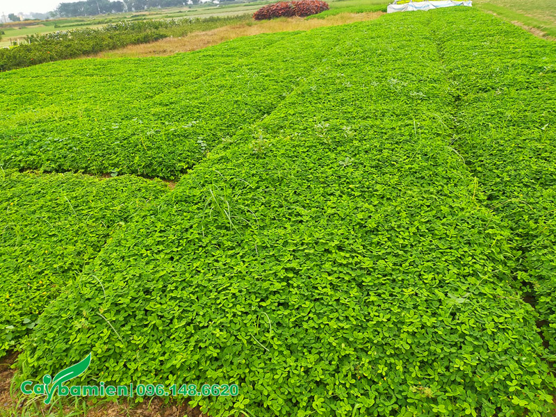 Luống cỏ lạc tiên xanh đẹp, chất lượng