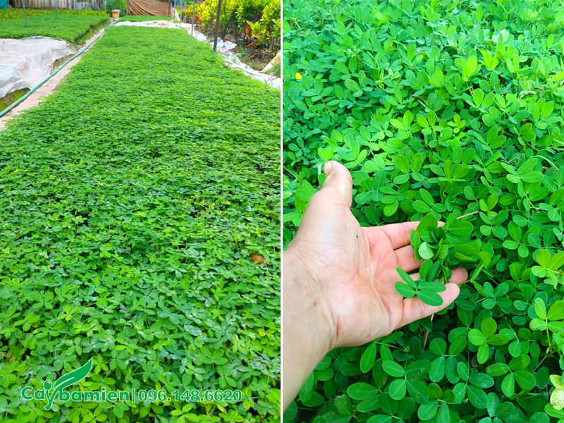 Trồng cây cỏ lạc tiên từ cây con đã dưỡng bầu