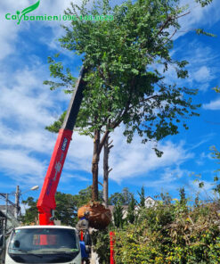 Cần cẩu đang di chuyển cây mai anh đào công trình đường kính gốc 18 - 20cm