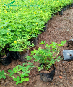 Vườn cỏ lạc tiên đã lên bầu