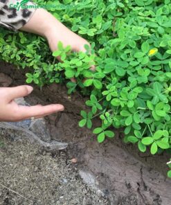 Tỉa từng khóm cỏ lạc từ luống gieo