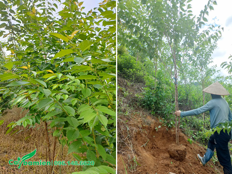 Vườn trồng cây Mai Anh Đào nhỏ đường kính gốc 2 - 3cm