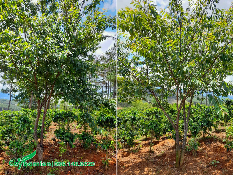 Vườn trồng cây Mai Anh Đào công trình vanh 35-40