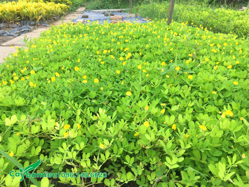 Vườn nhân giống cây cỏ lạc