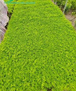 Cây giống gieo hạt đã đủ điều kiện trồng