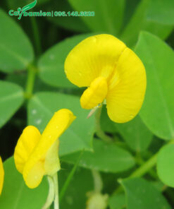 Hoa cỏ lạc tiên vàng