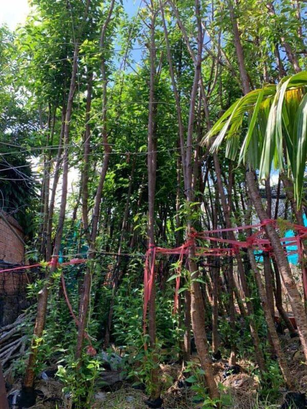 Bán cây mai vàng giá rẻ