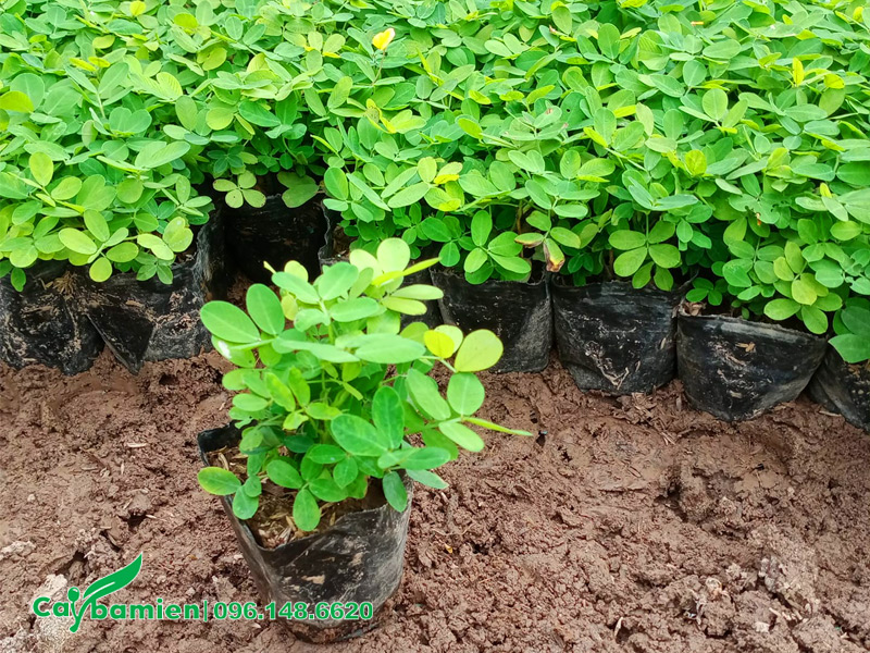 Vườn cây cỏ lạc chiều cao 15cm, lá xanh đẹp