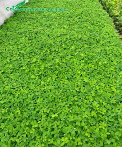 Luống cây cỏ lạc xanh tốt