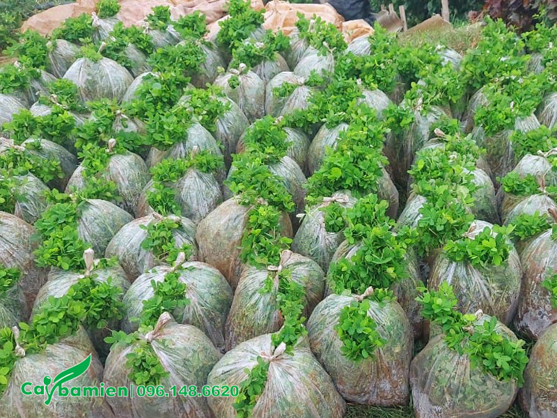 Hàng chục túi cỏ lạc tiên đã được đóng gói cẩn thận