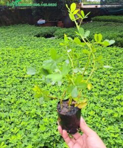 Vườn cây cỏ đậu phộng ươm bầu
