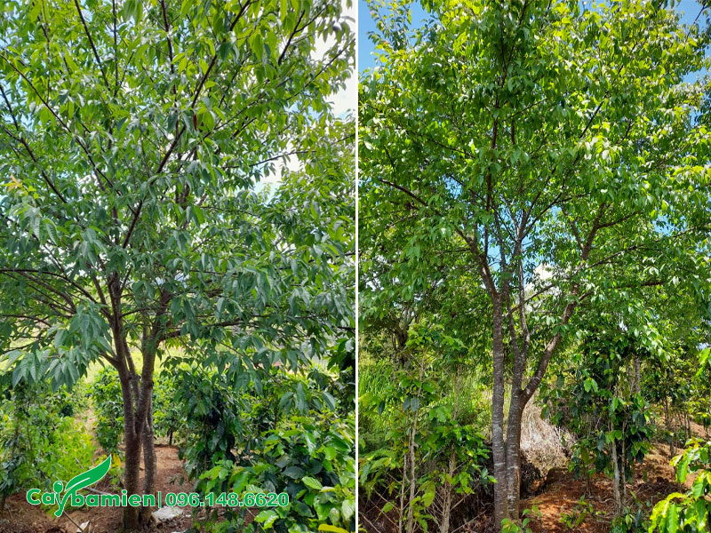 Những cây Mai Anh Đào đường kính gốc 18 - 20cm, chiều cao 4 - 5m