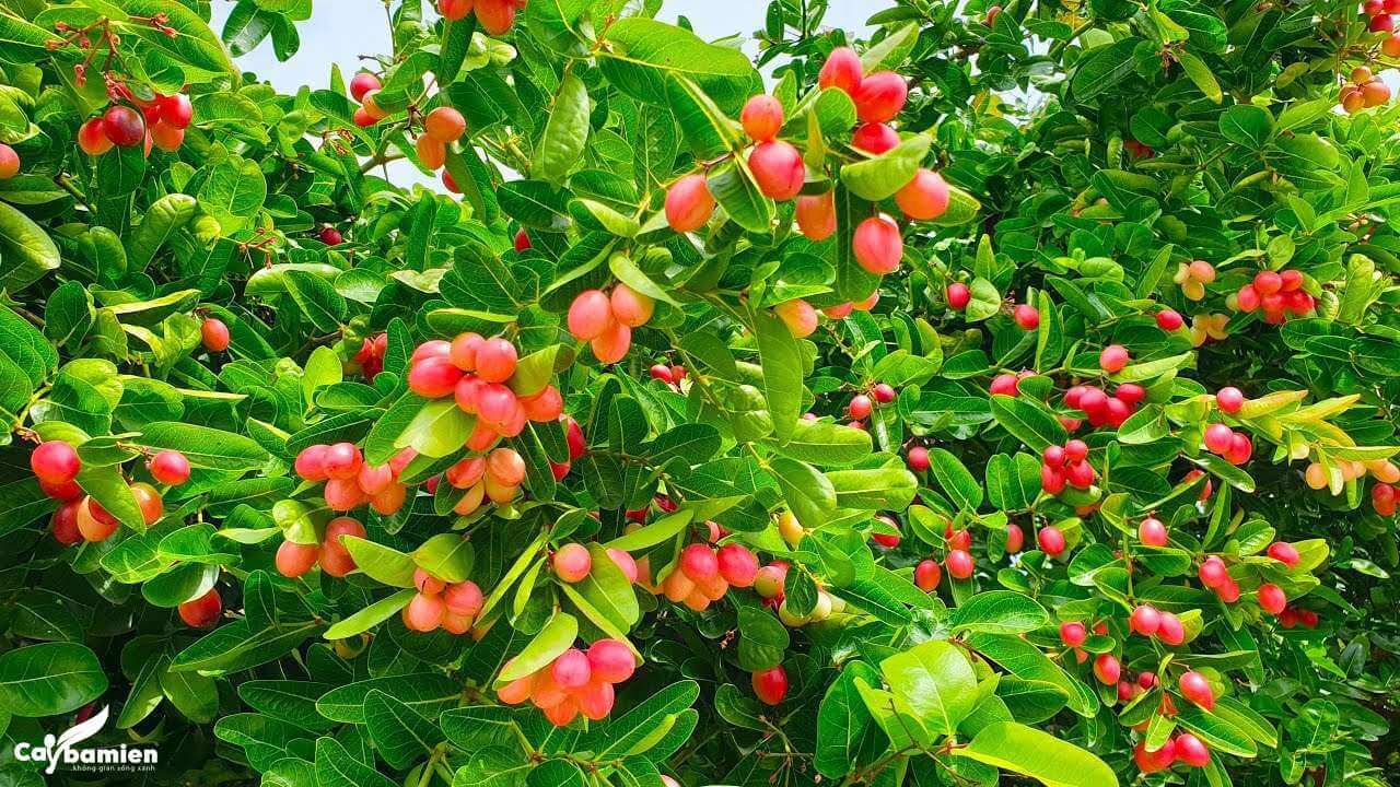 Quả siro chín mọng đỏ