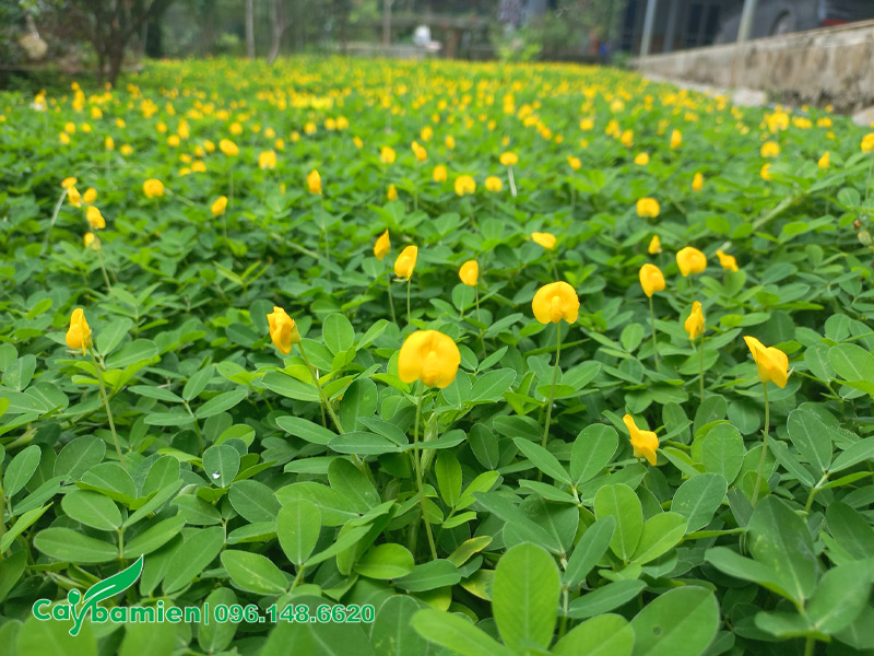 Thảm cây cỏ lạc vàng trồng sân vườn nhà