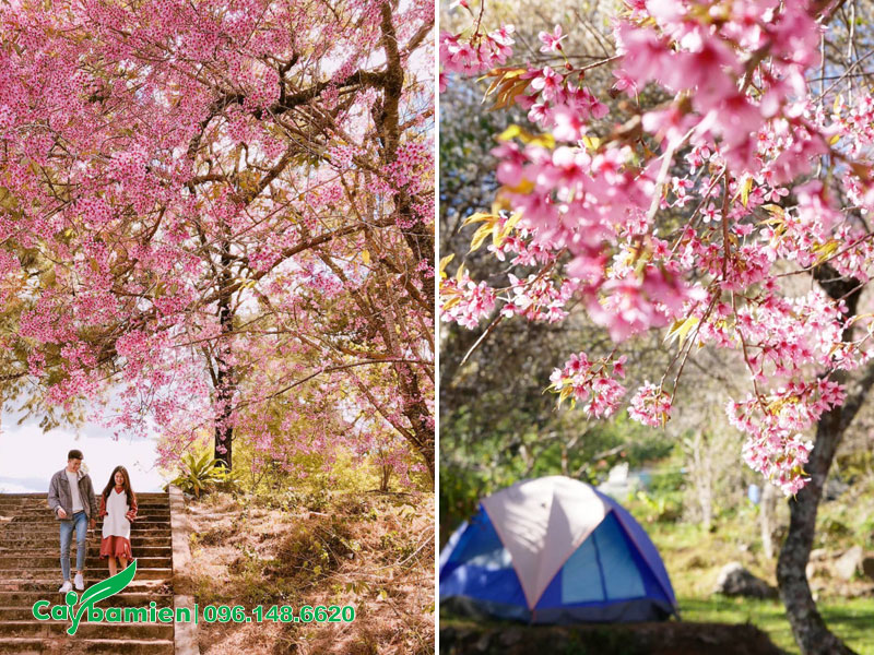 Cây hoa Mai Anh Đào trồng ở nhiều khu du lịch, khu sinh thái tại Đà Lạt
