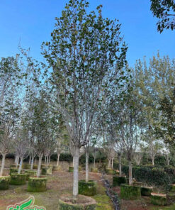 Vườn dưỡng ủ hàng trăm cây hoa Mộc Lan