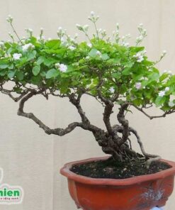 Cây Nhài hoa kép bonsai