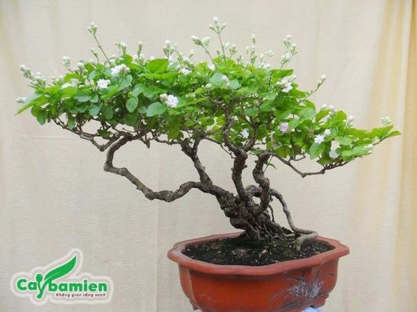 Cây Nhài hoa kép bonsai