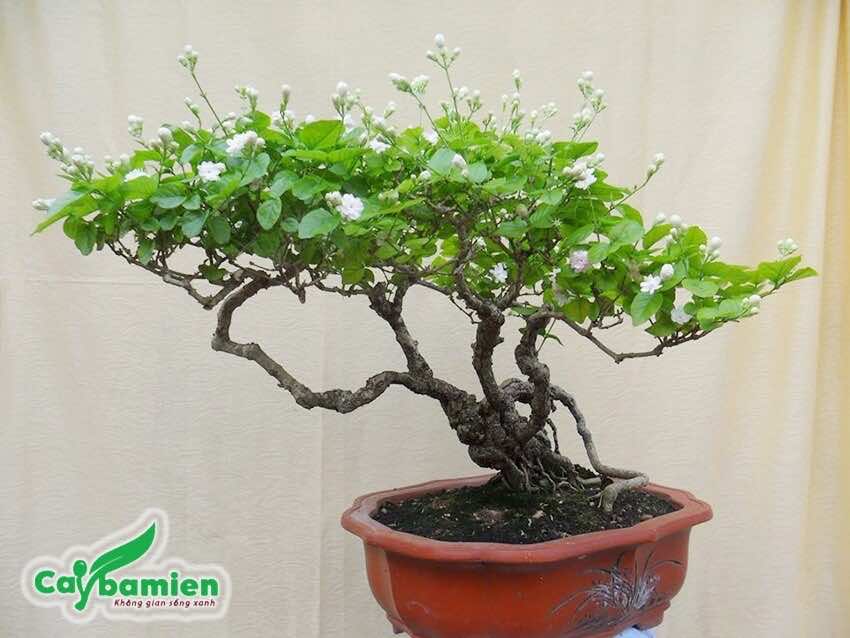 Cây Nhài hoa kép bonsai