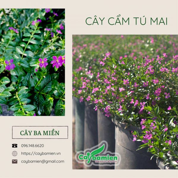 Những chậu hoa cẩm tú mai tại vườn ươm Cây Ba Miền