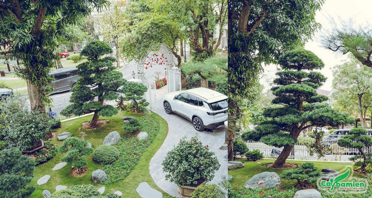 Thiết kế và trồng cây cho khu nghỉ dưỡng tại Phú Quốc