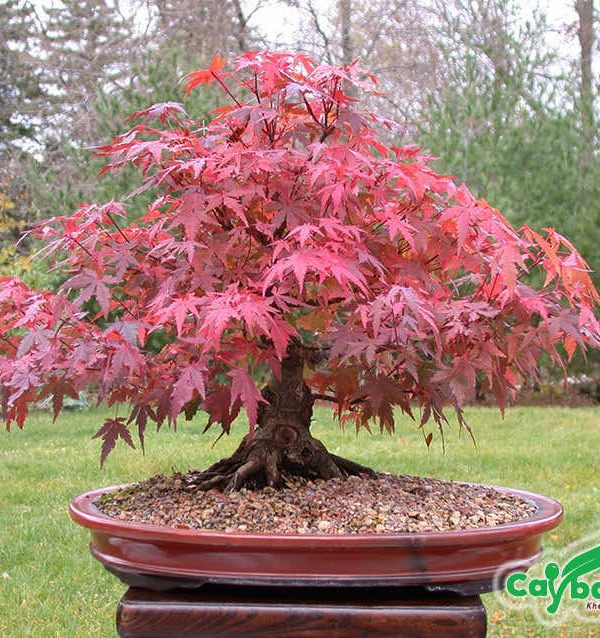 Phong lá đỏ bonsai dáng cổ thụ đẹp, có giá trị cao