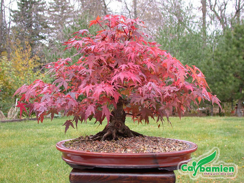 Phong lá đỏ bonsai dáng cổ thụ đẹp, có giá trị cao