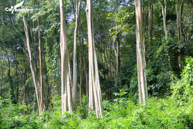Rừng cây săng lẻ trồng lấy gỗ