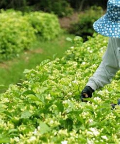 Thu hái nụ hoa nhài để ướp trà, làm tinh dầu