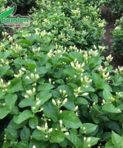 Hoa nhài trắng trồng tại vườn