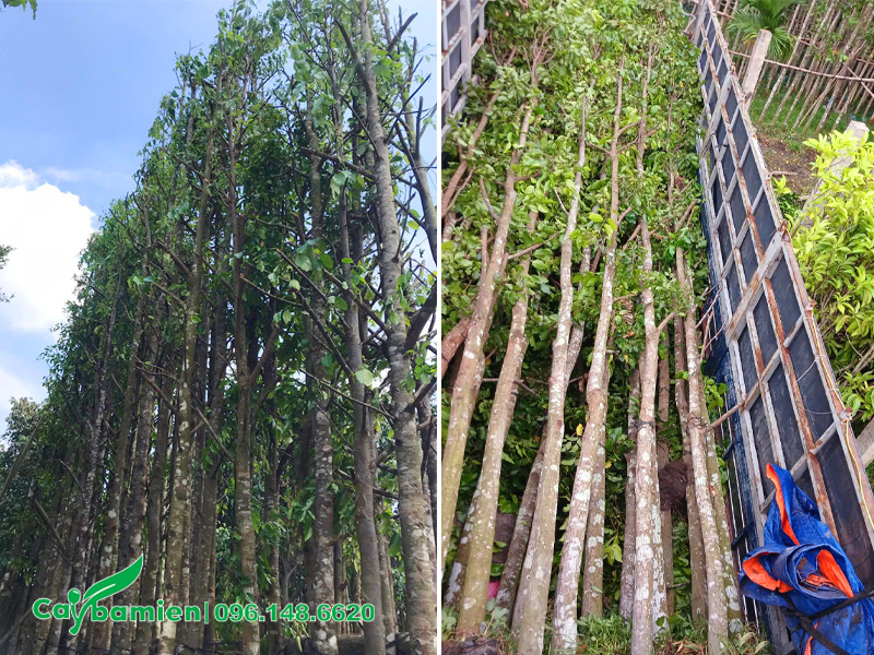 Vườn dưỡng ủ cây sao đen công trình cao 7 - 8m