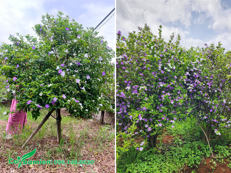 Hình ảnh cây hoa Nhài Nhật thân tree và thân bụi lâu năm