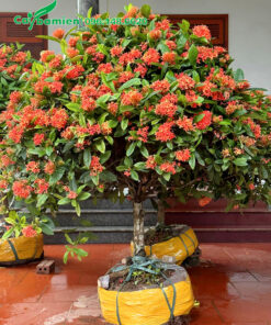 Những cây hoa mẫu đơn đường kính gốc 10cm