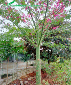 Cây Mỹ Nhân lâu năm trồng trước cổng nhà