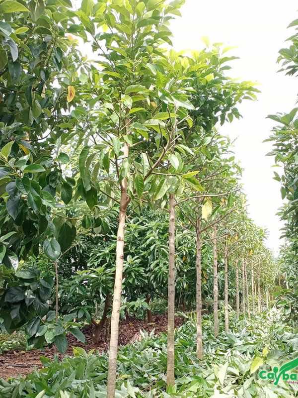Cắt tỉa cành lá, tạo độ thoáng cho cây Lan Tây phát triển