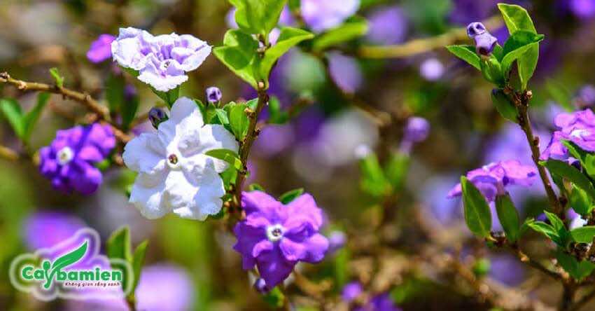 Cành hoa Nhài đẹp với hai màu tím, trắng đan xen