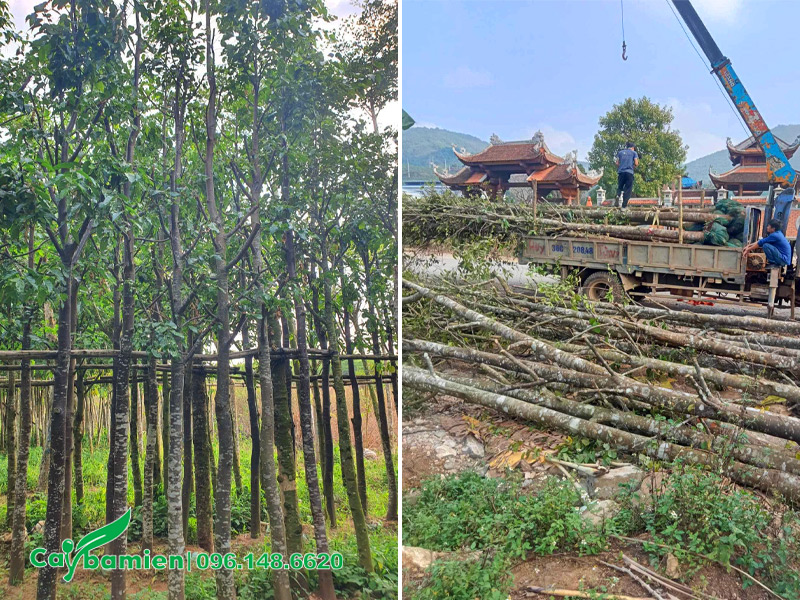 Dùng cần cẩu thi chuyển cây khi thi công