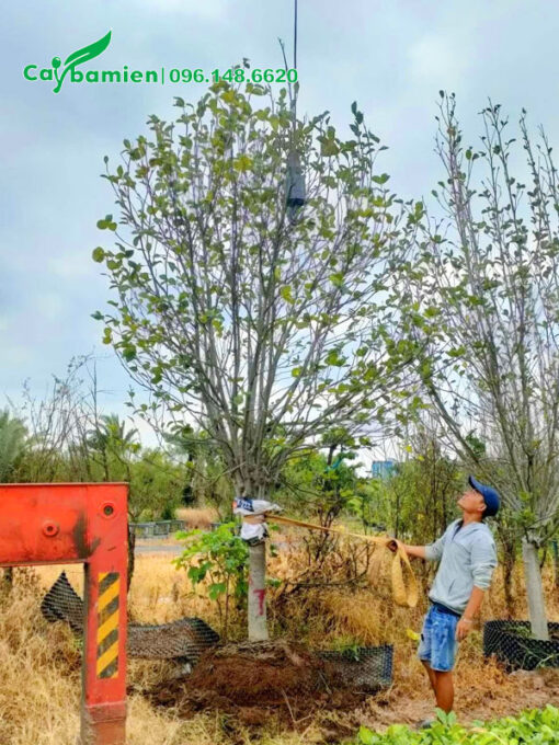 Nhấc cây mộc lan cao hơn 3m, đk gốc 10cm lên xe