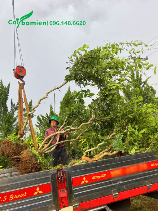 Cẩu những cây hoa mai xanh lâu năm lên xe tải