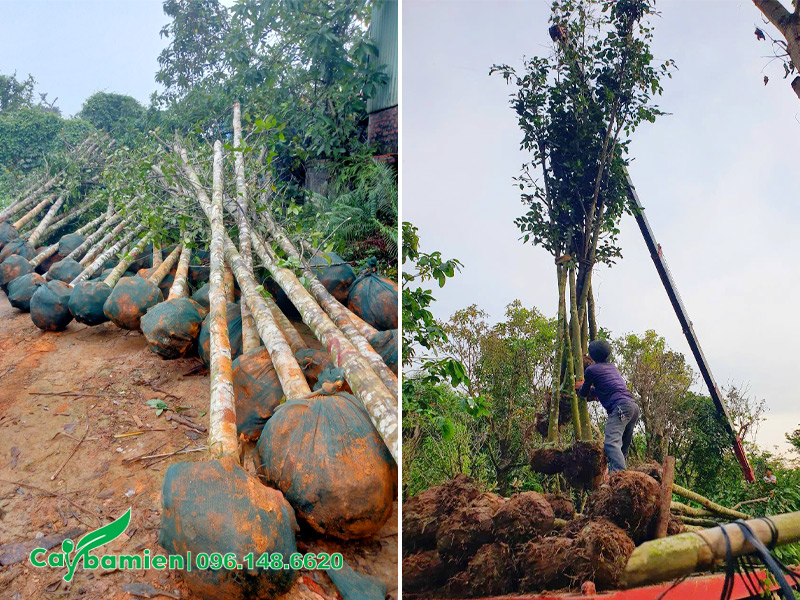 Hàng tuyển chọn đẹp, thân thẳng tắp, đường kính gốc khoảng 10cm