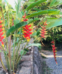 Cây chuối phượng hoàng nở hoa