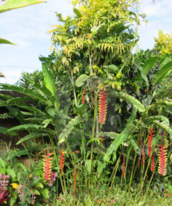 Chuối mỏ phượng ưa những nơi có nhiều ánh sáng