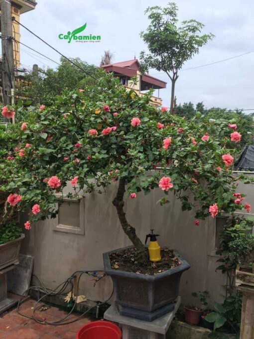 Dâm bụt hoa đỏ cảnh quan