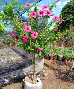 Cây hoa Dâm Bụt hồng cánh đơn