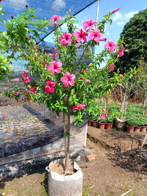 Cây hoa Dâm Bụt hồng cánh đơn