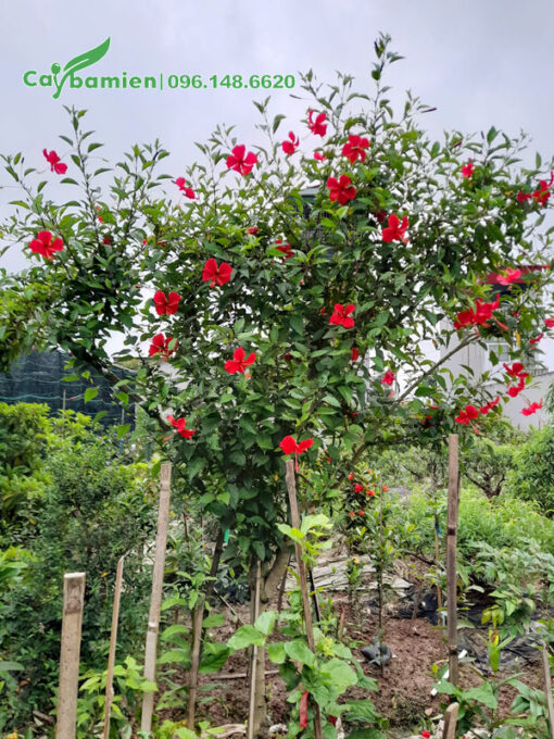 Cây Dâm Bụt ta cổ thụ